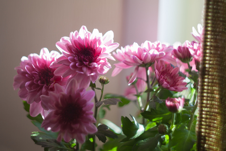 chrysanthemum pink photoの写真素材