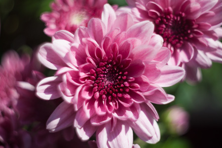 chrysanthemum pink photoの写真素材