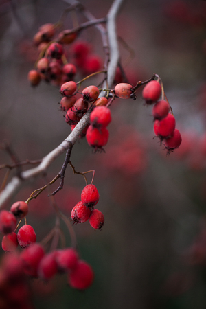 hawthorn photo macro abstractの写真素材