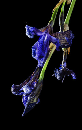 iris dry flower macroの写真素材