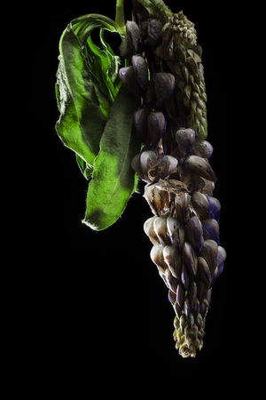 Lupin dry flower photoの写真素材