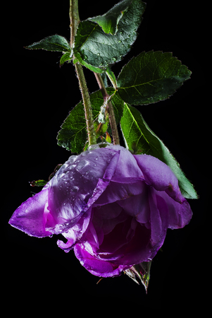 rose dry flower macro photo on blackの写真素材