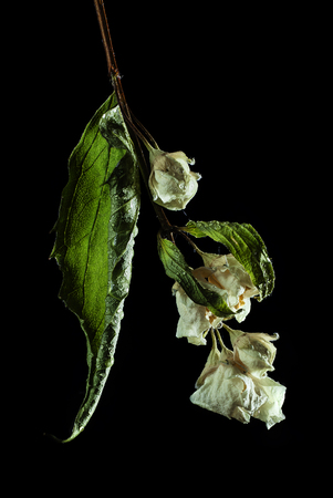 jasmine dry flower macro photo on blackの写真素材