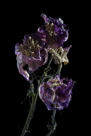 aquilegia dry flower macro photo on blackの写真素材