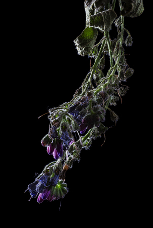 lungwort dry flowerの写真素材