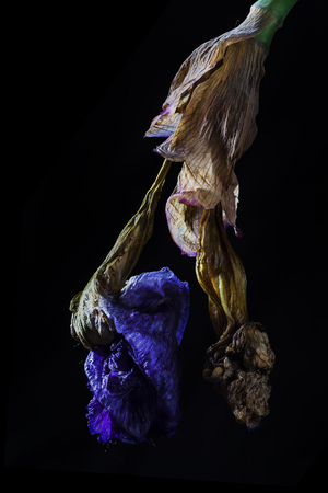 iris dry flower macro photo on blackの写真素材