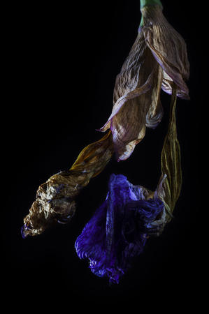 iris dry flower macro photo on blackの写真素材