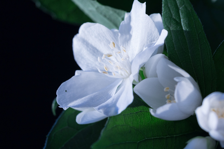 apple tree flowers photoの写真素材