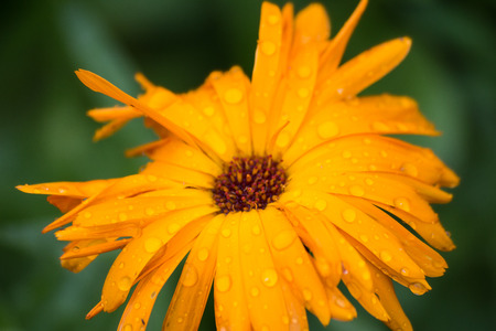 Some summer flower in the village gardenの写真素材