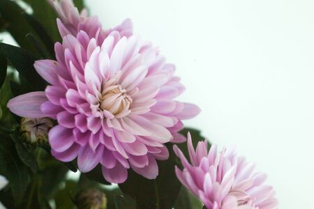 Some sunset spring photos of chrysanthemumの写真素材
