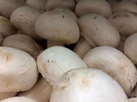 Fresh champignonsの素材