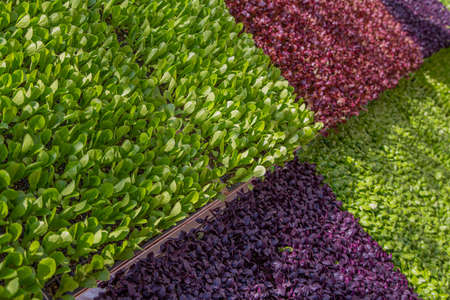 Leaf rug Green Lettuce Vegetable Surface Red Lettuce Basil Green Purple Basilの写真素材