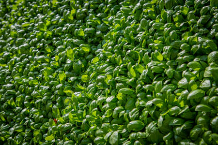 Huge background of fine grown basil herb plants