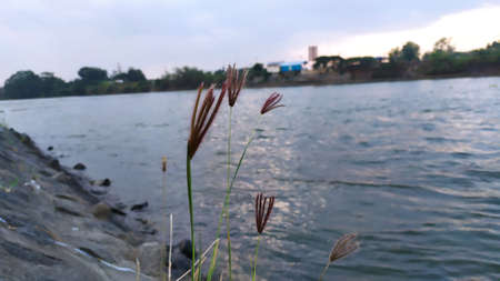 Wild flowers in the form of spring on the riverbank. 
Beautiful flower background in spring shape.の写真素材