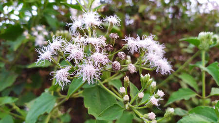 Wild flowers in the shape of a spring in the back garden. 
Beautiful flower background in spring shape.の写真素材