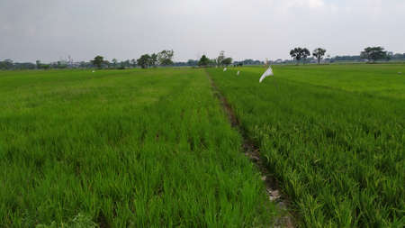 Rice field background in the afternoon. 
Green rice plants in the afternoon.の写真素材