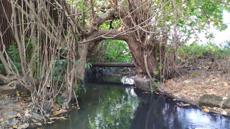 Unique tree background circling the river. 
Unique big tree by the river.の写真素材