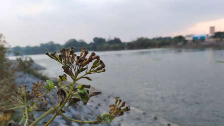 Wild flowers in the shape of a spring in the river. 
Beautiful flower background in spring shape.の写真素材