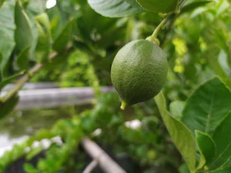 Lime fruit still growing macro photo.の写真素材