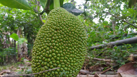 The jackfruit is still growing and waiting to be ripe.の写真素材