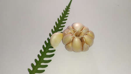 Organic garlic, fresh garlic, asia garlic.の写真素材