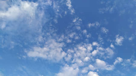 Beautiful papaya fruit flowers are blooming macro photoの写真素材