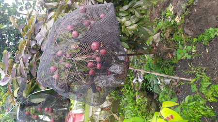 Ruby longan fruit ripens on the stem in a safety net.の写真素材
