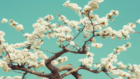 Cherry blossoms on blue sky background. Vintage style toned pictureの素材