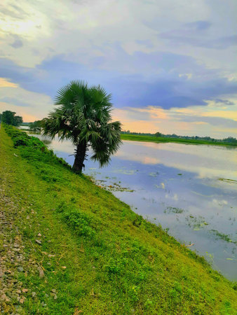 Palm tree on the bank of the river in the evening.の写真素材