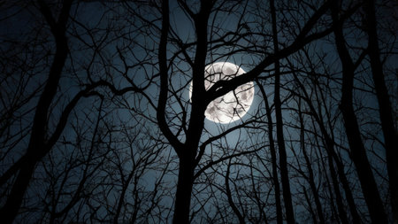 Full moon in the night forest, silhouette of trees and branches.の素材