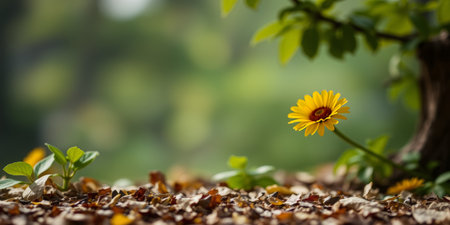 Yellow flower blooming in the garden.の素材