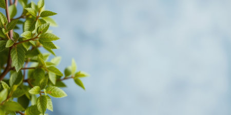 Green leaves on a branch against a soft blue background.の素材