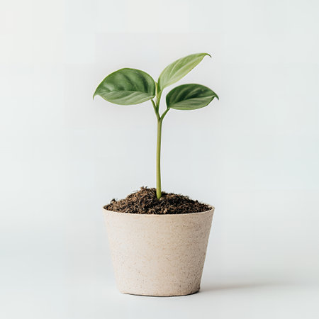 A small green plant grows in a pot on a white background.の素材