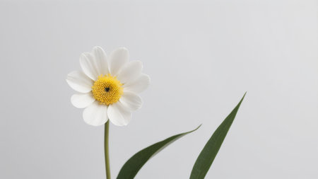 Single white daisy with yellow center on a light background.の素材