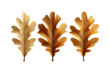 Three oak leaves in various stages of autumn color, showcasing the beauty of the season.の素材