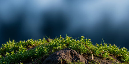 Green foliage growing on a rocky cliff.の素材