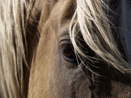 A close-up of a palomino horse's eye.の写真素材