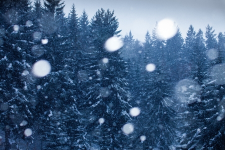 winter snowstorm in the woodsの写真素材