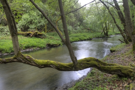 tree with moss on the Riverの写真素材