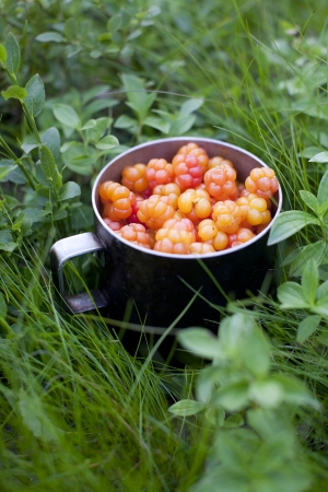 Rubus chamaemorus  moros mulberry is a herb native to alpine and arctic tundra English common names cloudberry, bakeapple in Atlantic Canada, Knotberry and Knoutberry England Averin and Evron Scotlandの写真素材