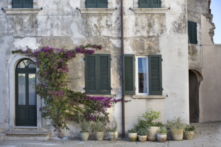 street in Marciana with flowering plantsの写真素材