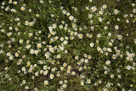 Wild daisies in the grass top viewの写真素材