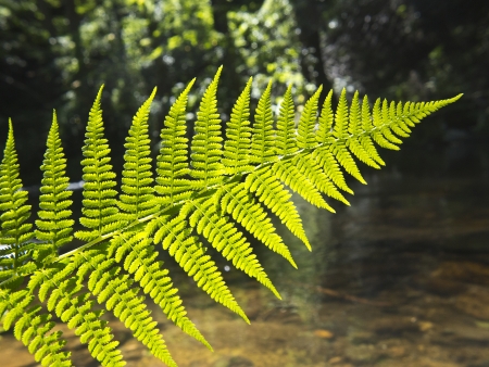 fern in the forest