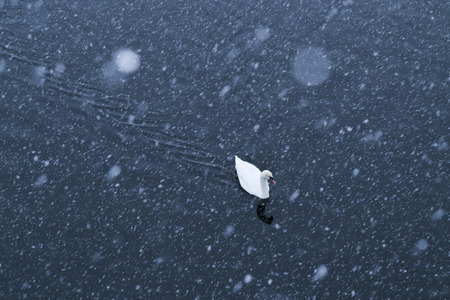 swans in winter on the lake coast and snowの写真素材