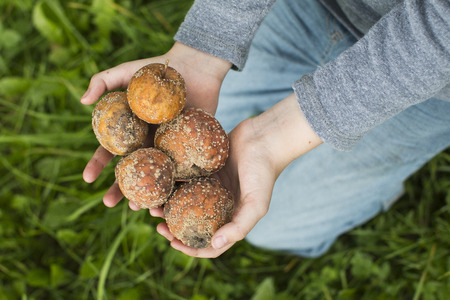 rotten apple in the hands with natural backgroundの写真素材