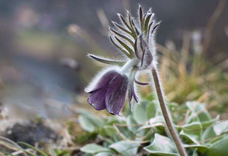 Pulsatilla pratensis Pasque beautiful spring flowers protected and rareの写真素材