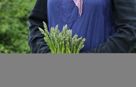 green fresh asparagus as favourite season vegetableの写真素材