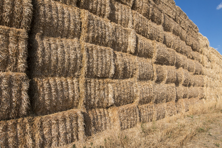 straw field after late summer harvestの写真素材