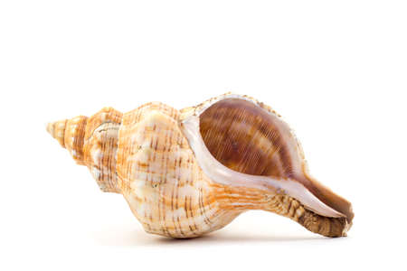 Sea shellの写真素材