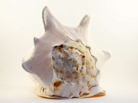 Image of sea shell whiteの写真素材